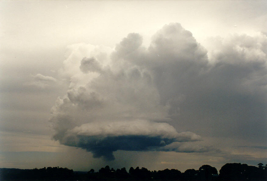 cumulus congestus : McLeans Ridges, NSW   30 January 2004