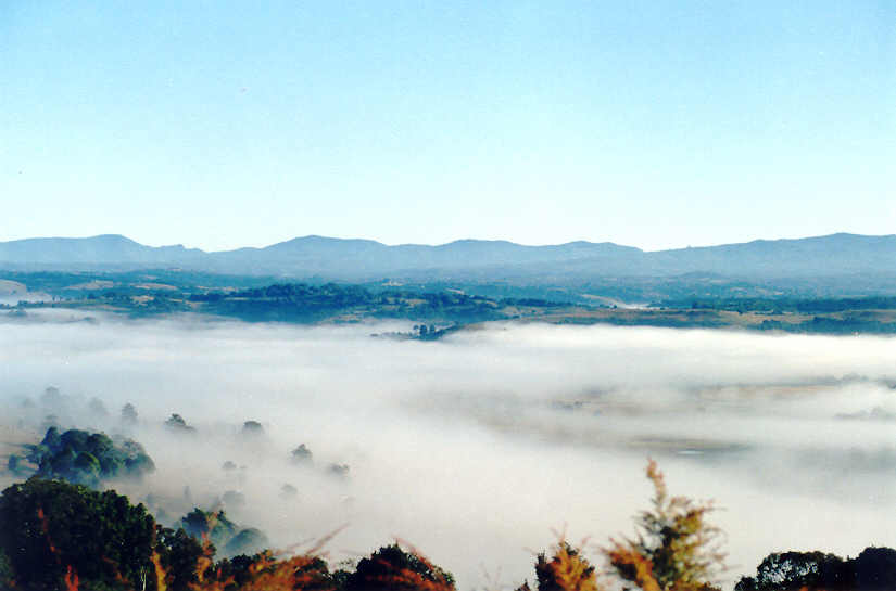 fogmist fog_mist_frost : McLeans Ridges, NSW   29 June 2004