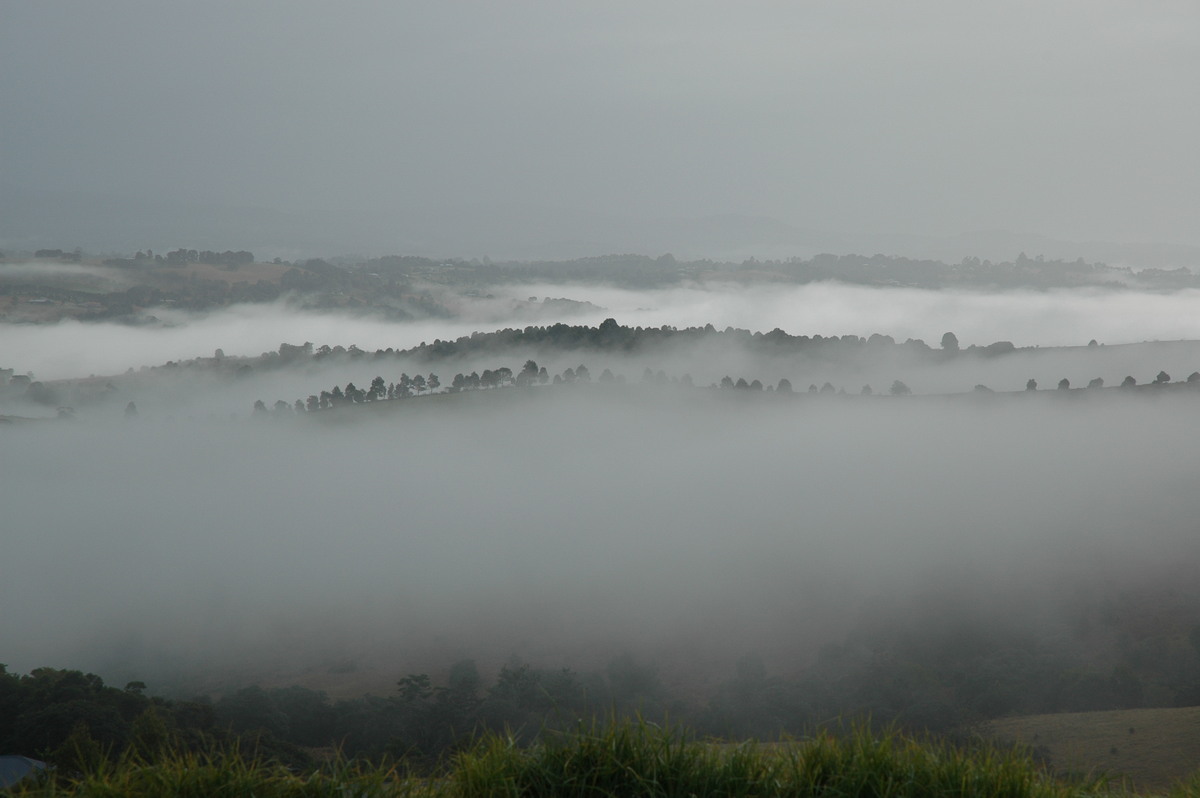 fogmist fog_mist_frost : McLeans Ridges, NSW   11 July 2004