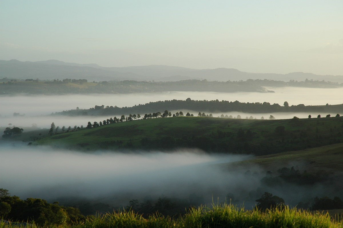 fogmist fog_mist_frost : McLeans Ridges, NSW   12 July 2004