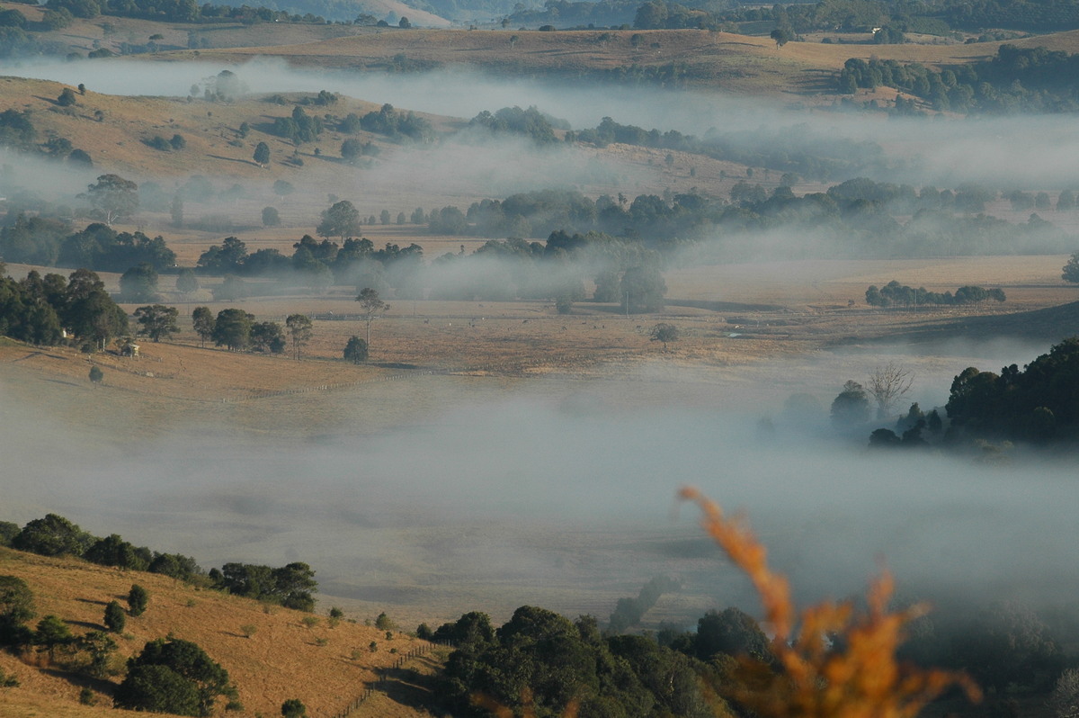 fogmist fog_mist_frost : McLeans Ridges, NSW   28 August 2004