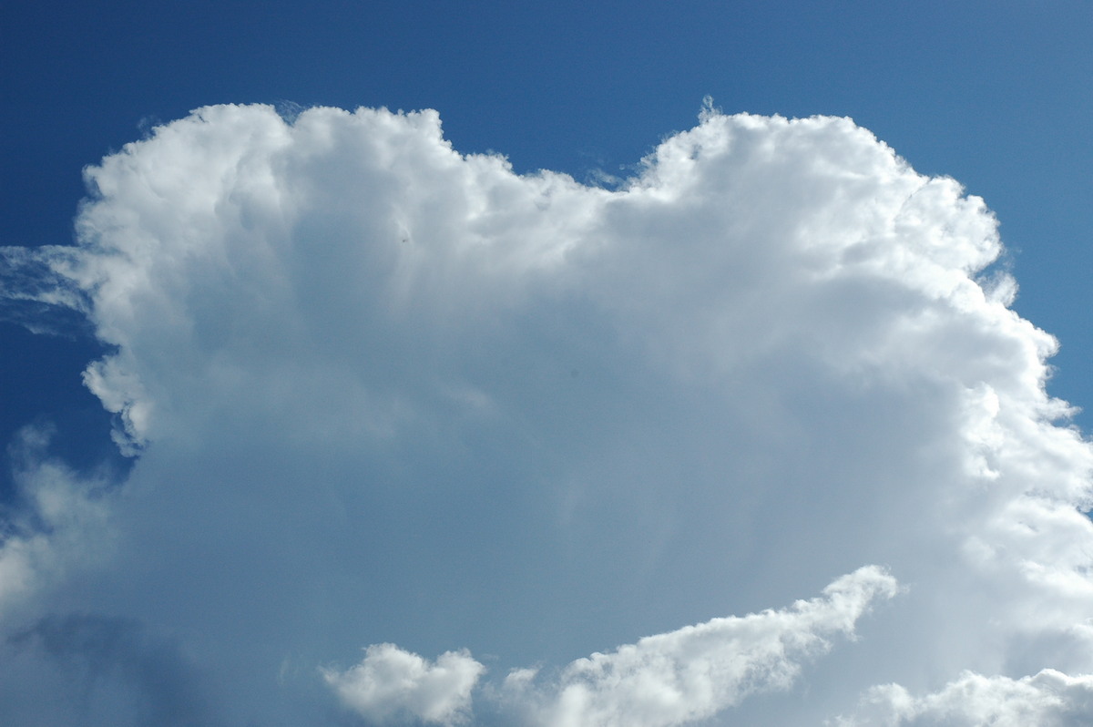 anvil thunderstorm_anvils : McLeans Ridges, NSW   4 September 2004