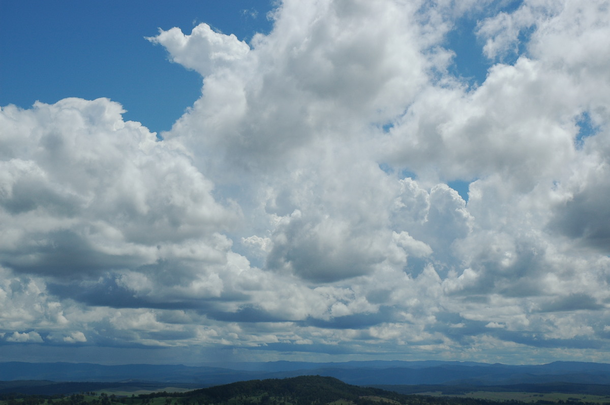 cumulus congestus : Mallanganee NSW   9 November 2004