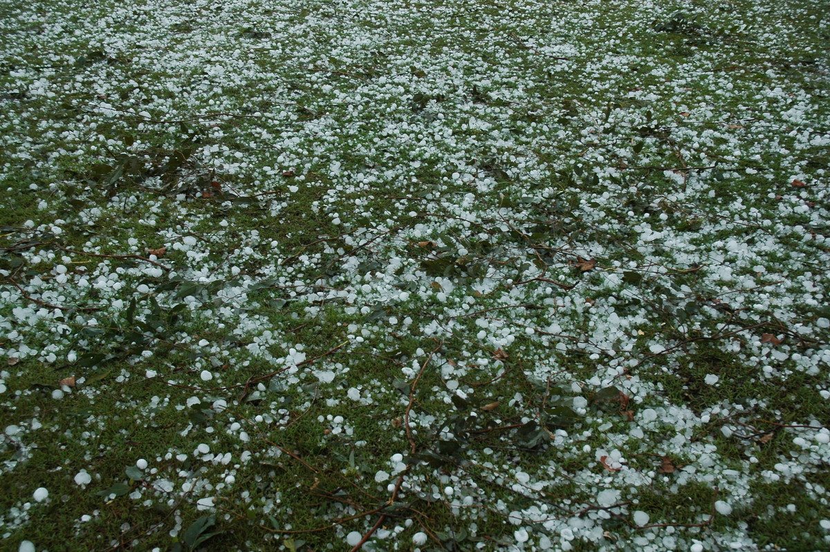 hailstones hail_stones : Leeville, NSW   9 November 2004