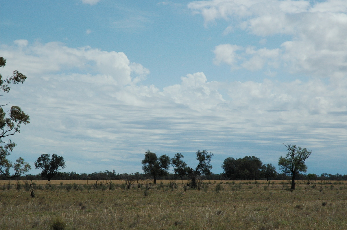 altocumulus castellanus : E of Coonamble, NSW   7 December 2004