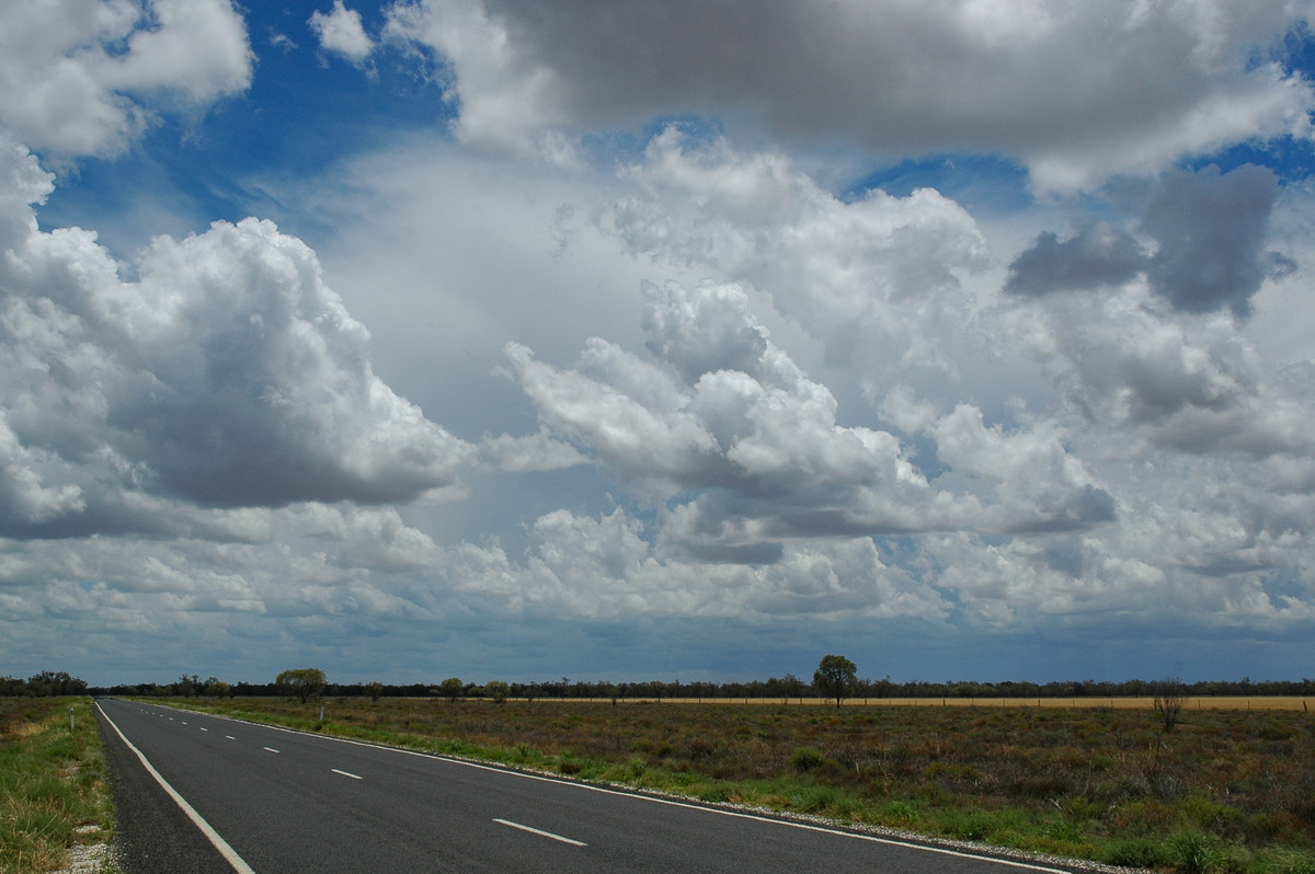 cumulus congestus : W of Walgett, NSW   8 December 2004