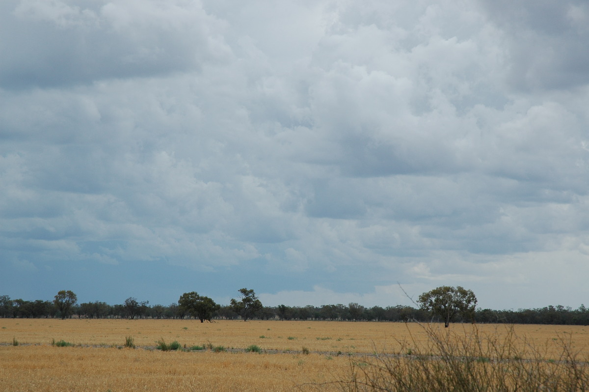 cumulus mediocris : W of Walgett, NSW   8 December 2004