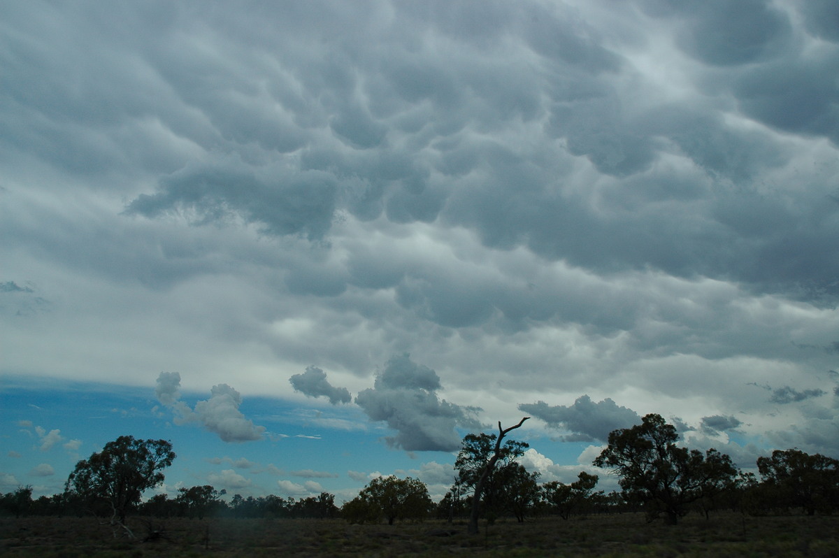 mammatus mammatus_cloud : W of Walgett, NSW   8 December 2004