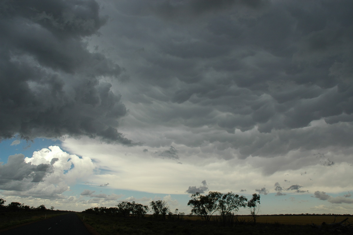 mammatus mammatus_cloud : W of Walgett, NSW   8 December 2004