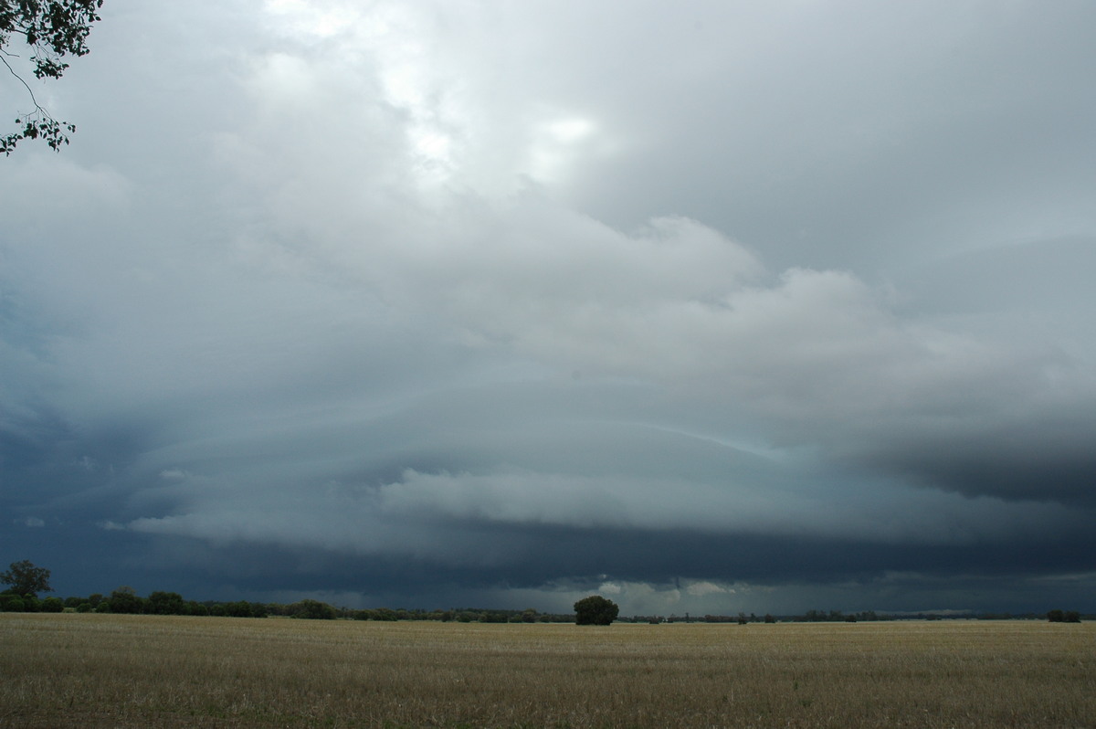 inflowband thunderstorm_inflow_band : N of Narrabri, NSW   27 December 2004