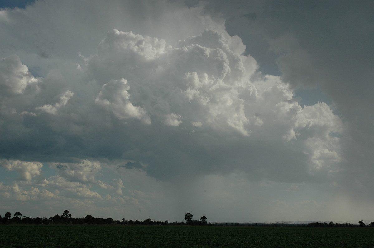 cumulus congestus : N of Casino, NSW   21 January 2005