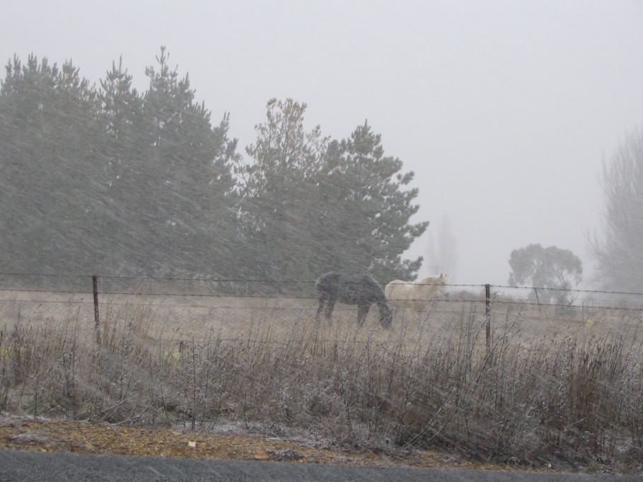 snow snow_pictures : near Oberon, NSW   22 June 2005