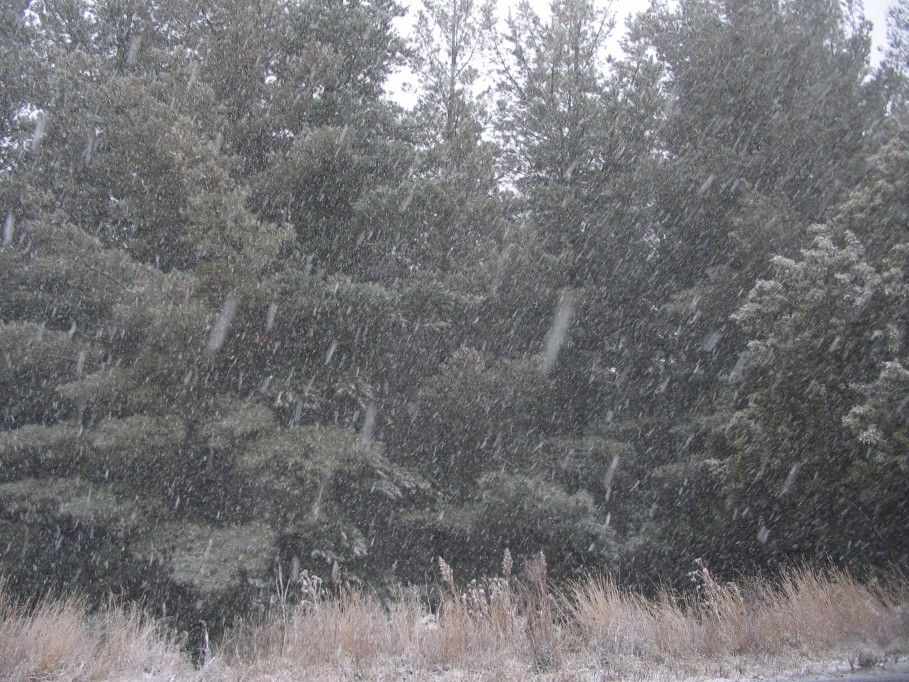 snow snow_pictures : near Oberon, NSW   22 June 2005