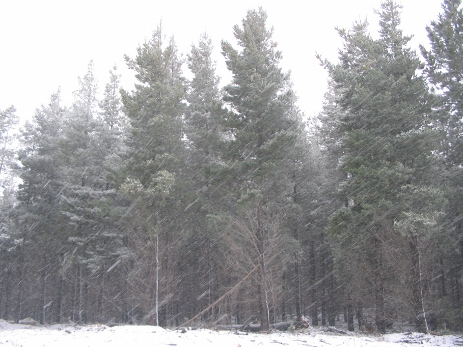 snow snow_pictures : near Oberon, NSW   23 June 2005