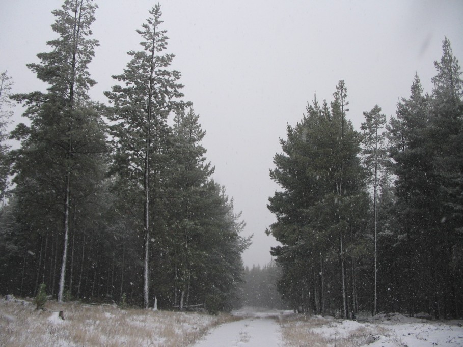 precipitation precipitation_rain : near Oberon, NSW   23 June 2005