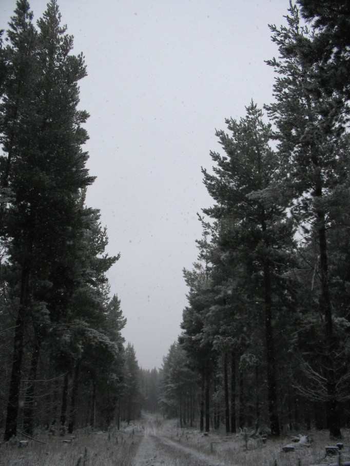 snow snow_pictures : near Oberon, NSW   23 June 2005