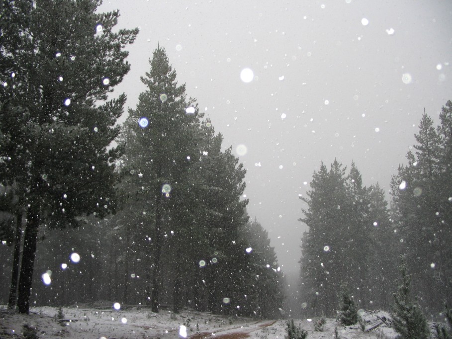 snow snow_pictures : near Oberon, NSW   23 June 2005