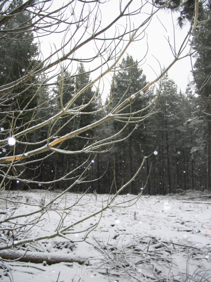 snow snow_pictures : near Oberon, NSW   23 June 2005