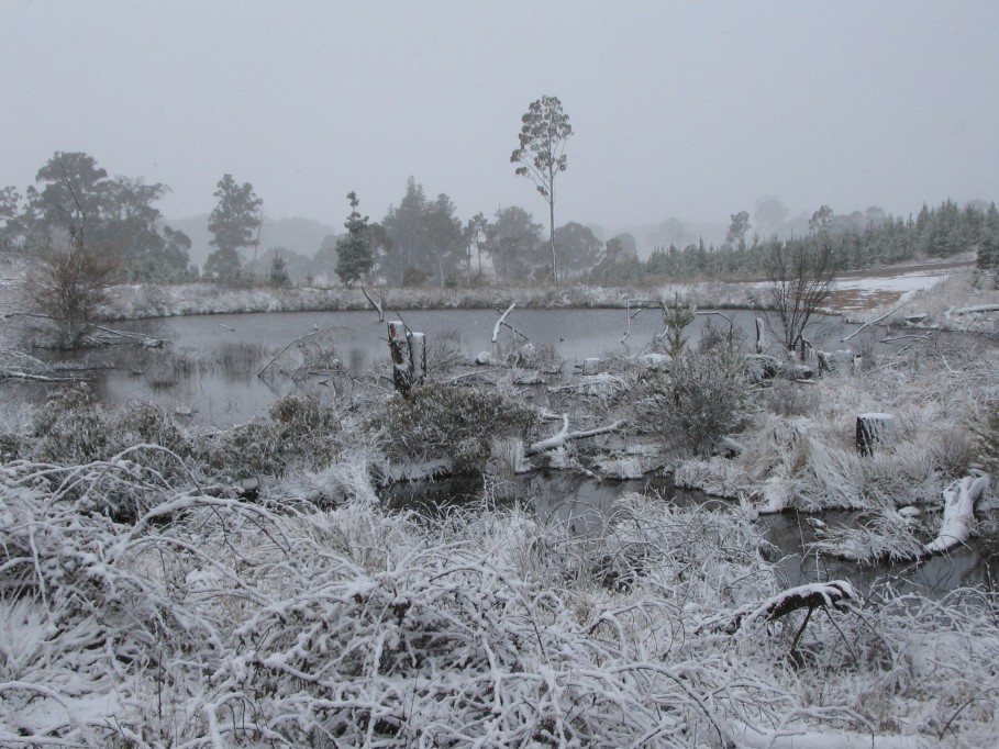 snow snow_pictures : near Oberon, NSW   23 June 2005