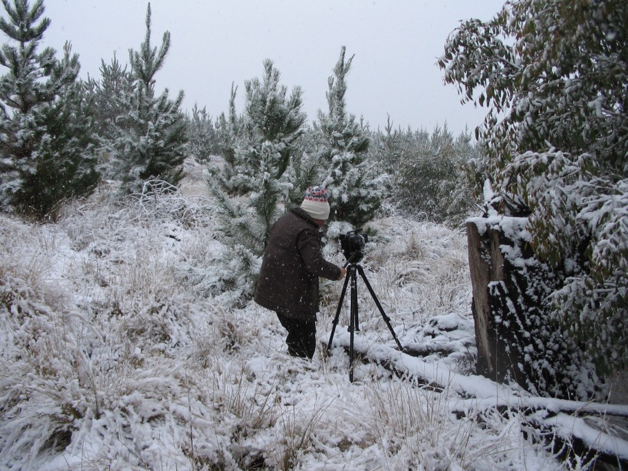 snow snow_pictures : near Oberon, NSW   23 June 2005