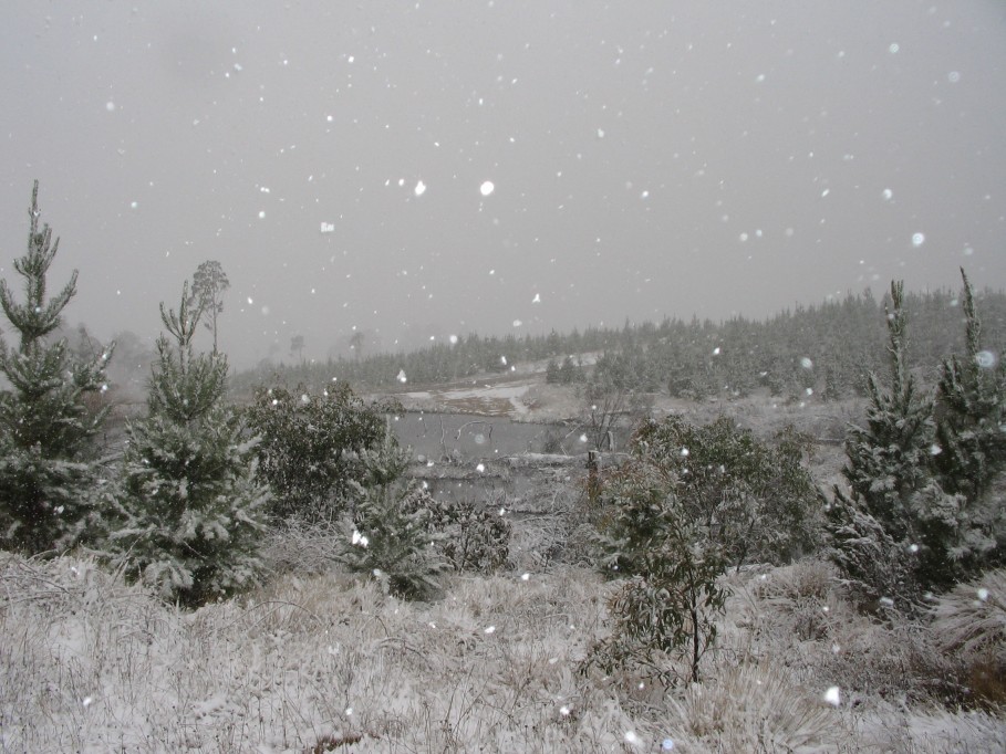 snow snow_pictures : near Oberon, NSW   23 June 2005