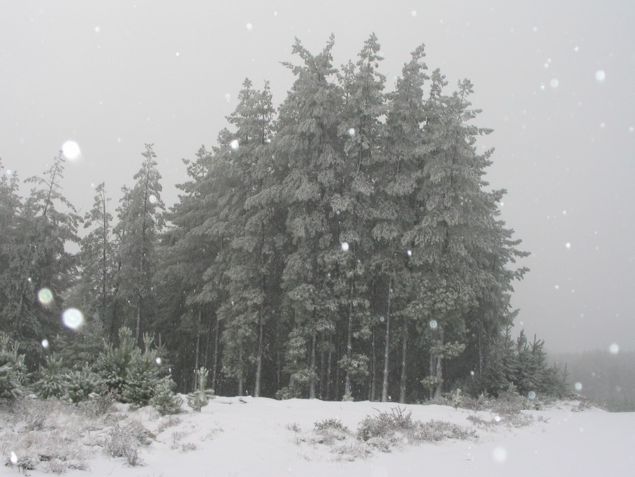 snow snow_pictures : near Oberon, NSW   23 June 2005