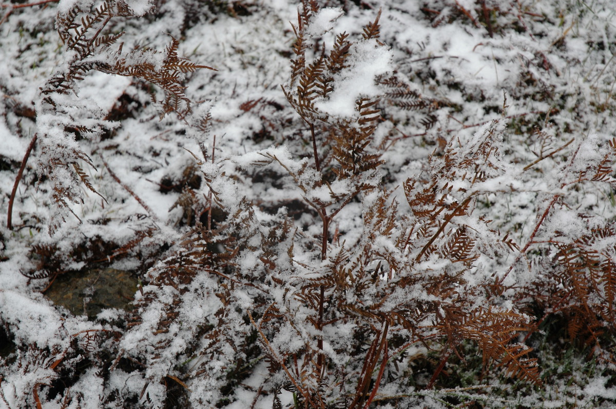 snow snow_pictures : Ben Lomond, NSW   23 June 2005