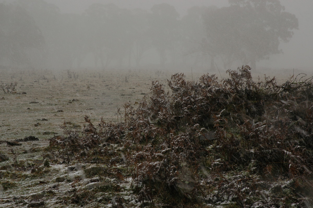 precipitation precipitation_rain : Ben Lomond, NSW   23 June 2005