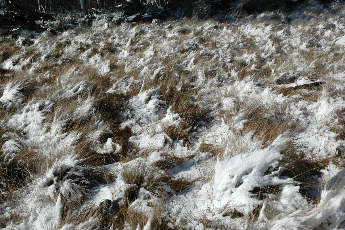 snow snow_pictures : Ben Lomond, NSW   23 June 2005