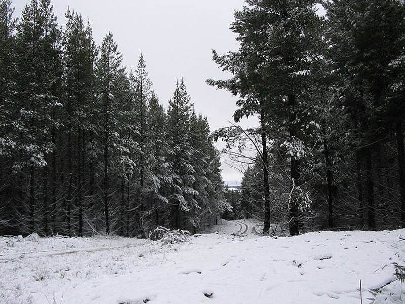 snow snow_pictures : near Oberon, NSW   10 July 2005