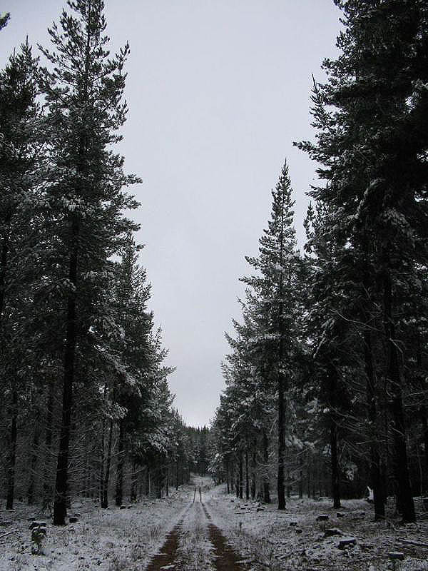 snow snow_pictures : near Oberon, NSW   10 July 2005