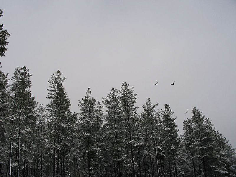 snow snow_pictures : near Oberon, NSW   10 July 2005