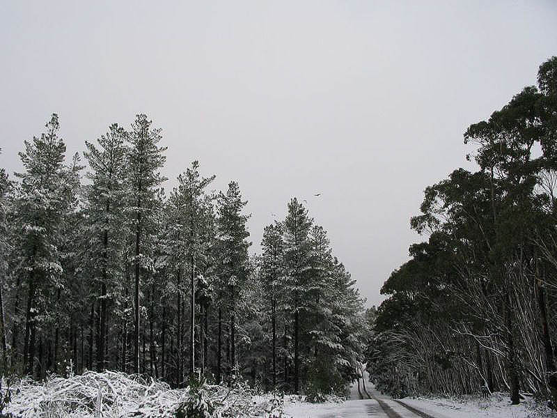 snow snow_pictures : near Oberon, NSW   10 July 2005