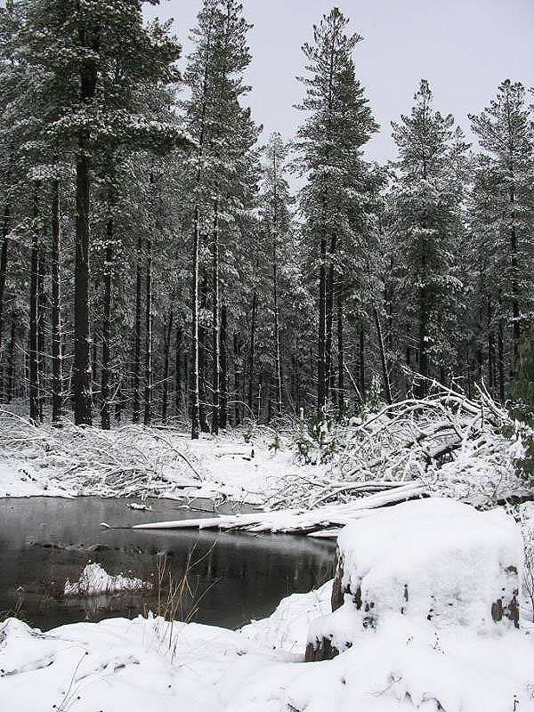 snow snow_pictures : near Oberon, NSW   10 July 2005