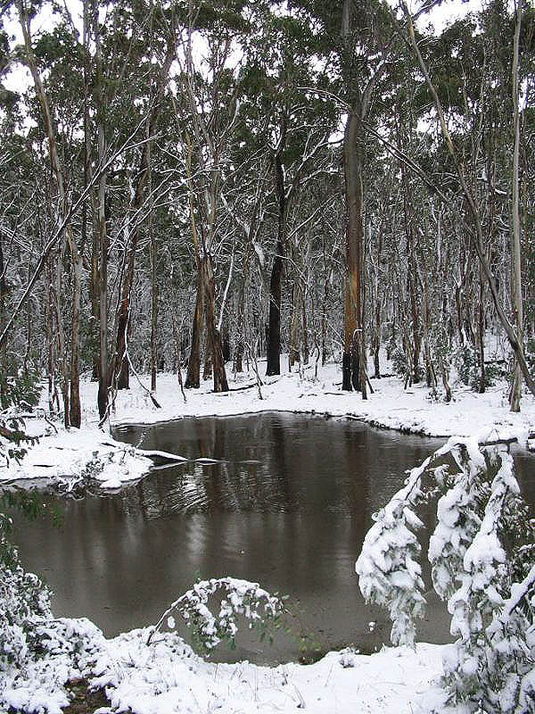 snow snow_pictures : near Oberon, NSW   10 July 2005