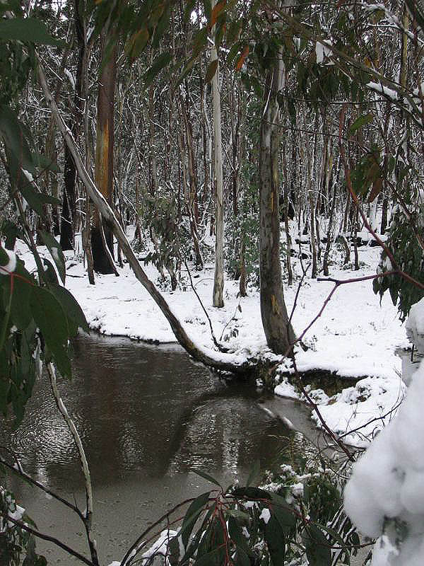 snow snow_pictures : near Oberon, NSW   10 July 2005