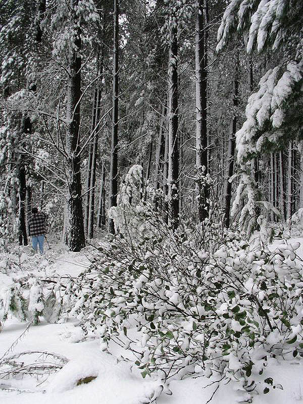 snow snow_pictures : near Oberon, NSW   10 July 2005