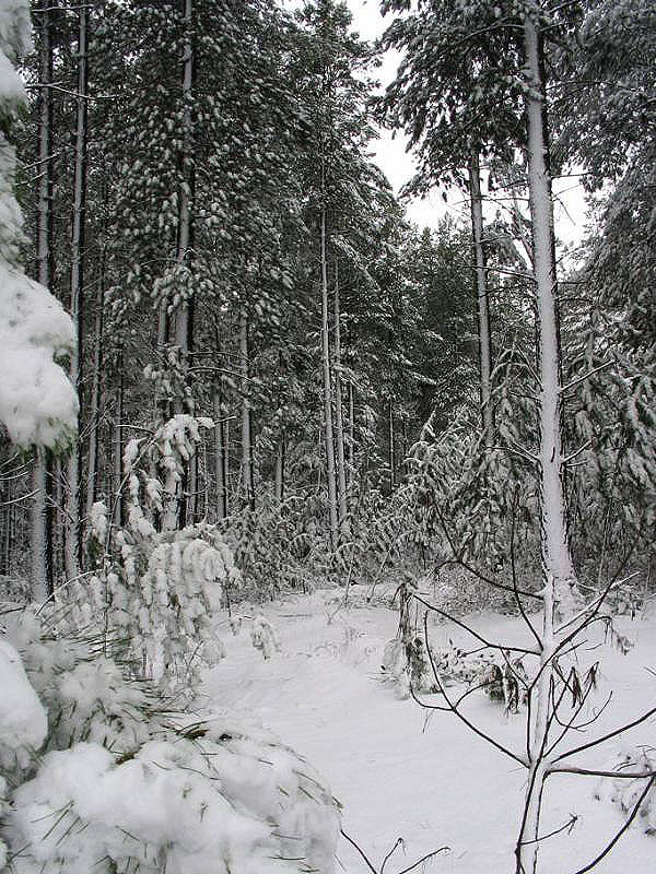 snow snow_pictures : near Oberon, NSW   10 July 2005