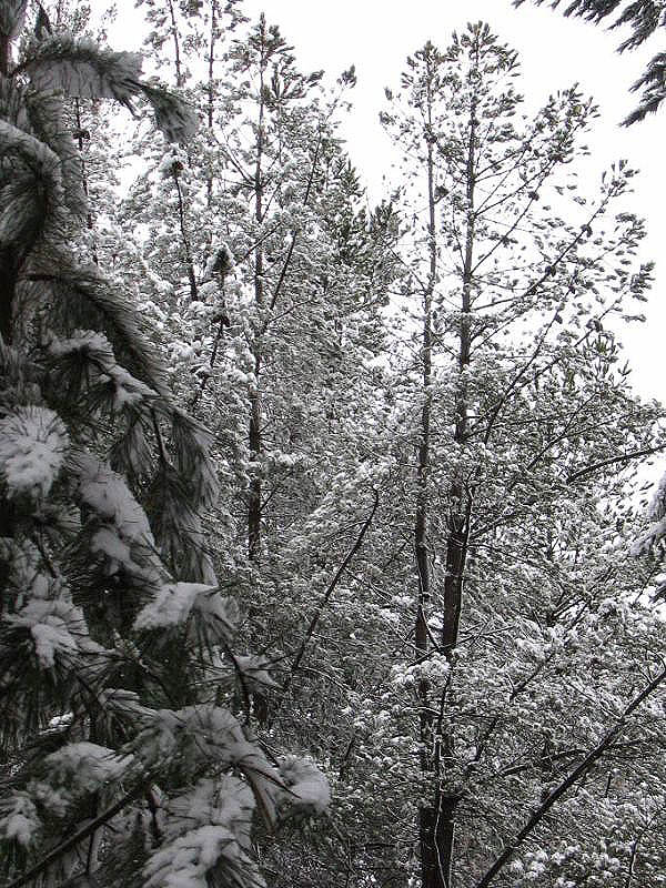 snow snow_pictures : near Oberon, NSW   10 July 2005