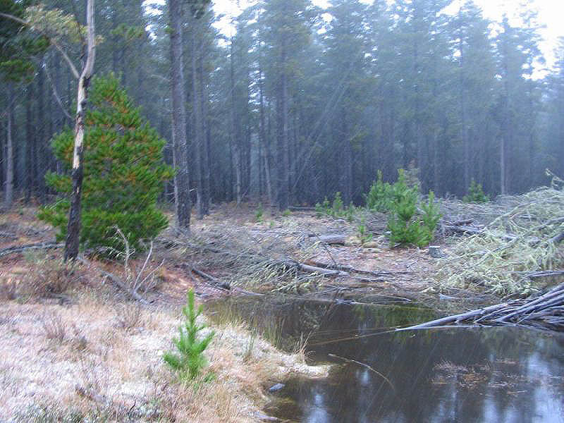 snow snow_pictures : near Oberon, NSW   15 July 2005