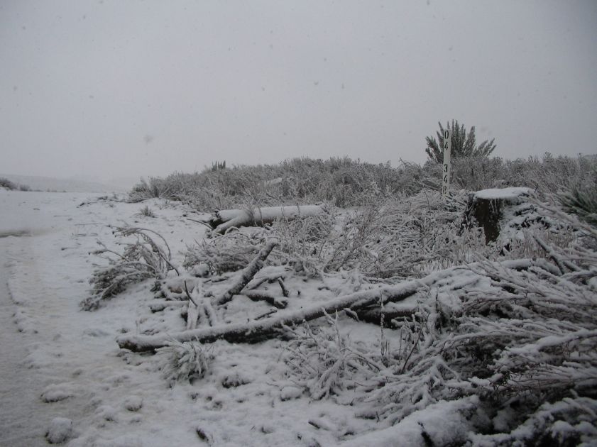 snow snow_pictures : near Shooters Hill, NSW   10 August 2005