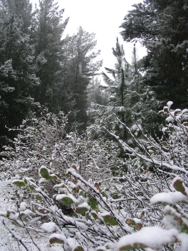 snow snow_pictures : near Shooters Hill, NSW   10 August 2005