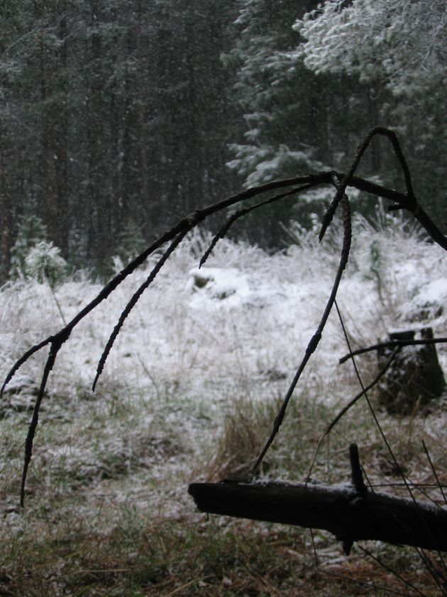 snow snow_pictures : near Shooters Hill, NSW   10 August 2005