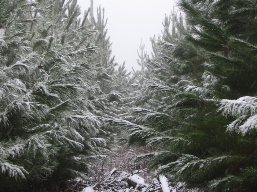 snow snow_pictures : near Shooters Hill, NSW   10 August 2005