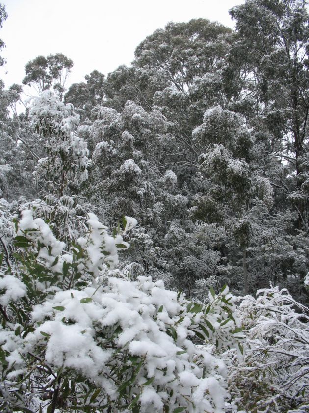 snow snow_pictures : near Oberon, NSW   10 August 2005