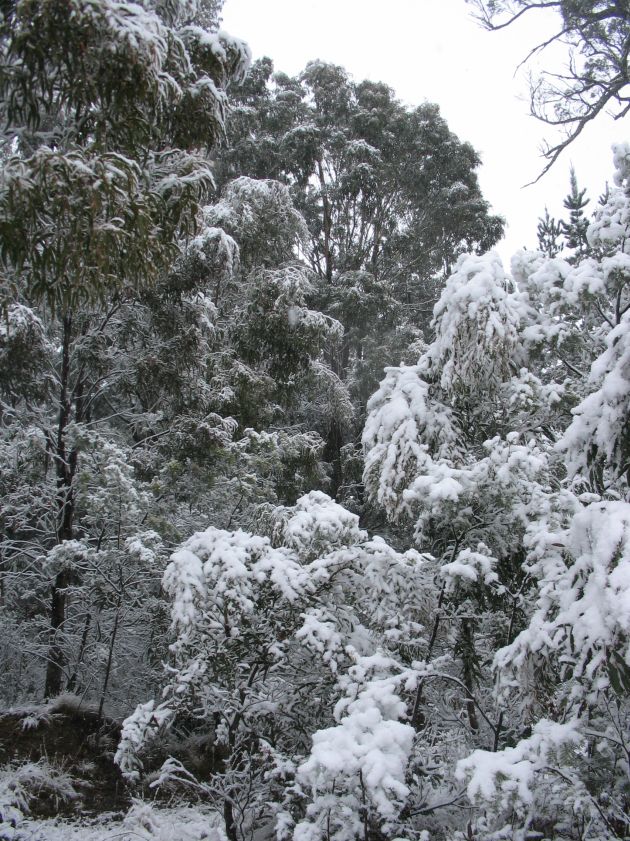 snow snow_pictures : near Oberon, NSW   10 August 2005