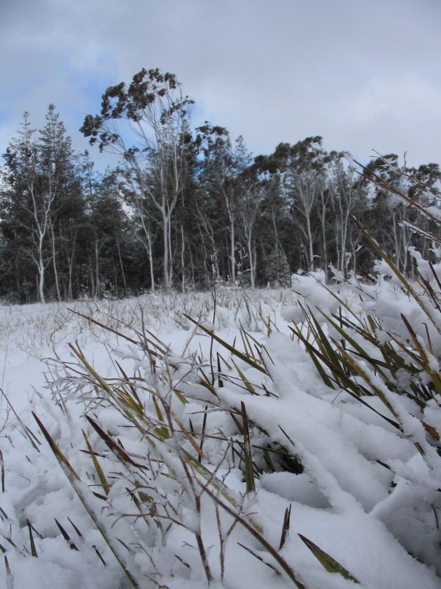 snow snow_pictures : near Shooters Hill, NSW   10 August 2005