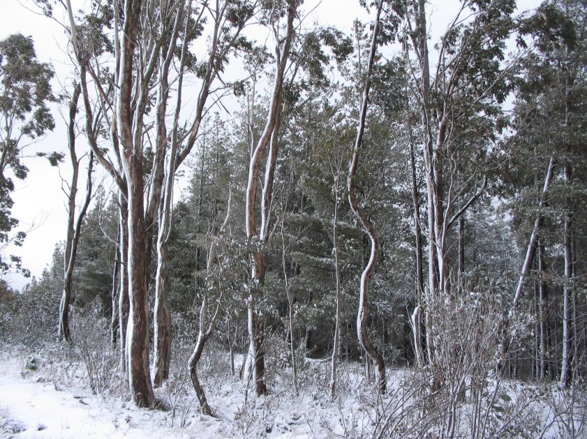 snow snow_pictures : near Shooters Hill, NSW   10 August 2005