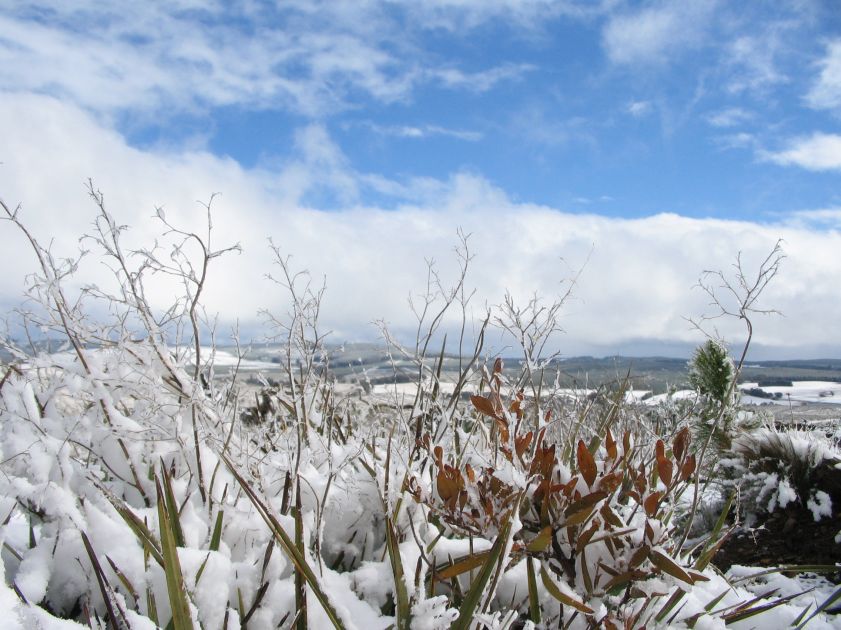 snow snow_pictures : near Shooters Hill, NSW   10 August 2005