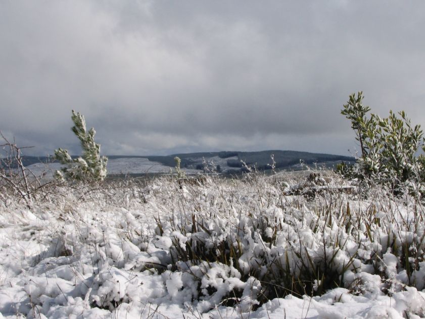 snow snow_pictures : near Shooters Hill, NSW   10 August 2005